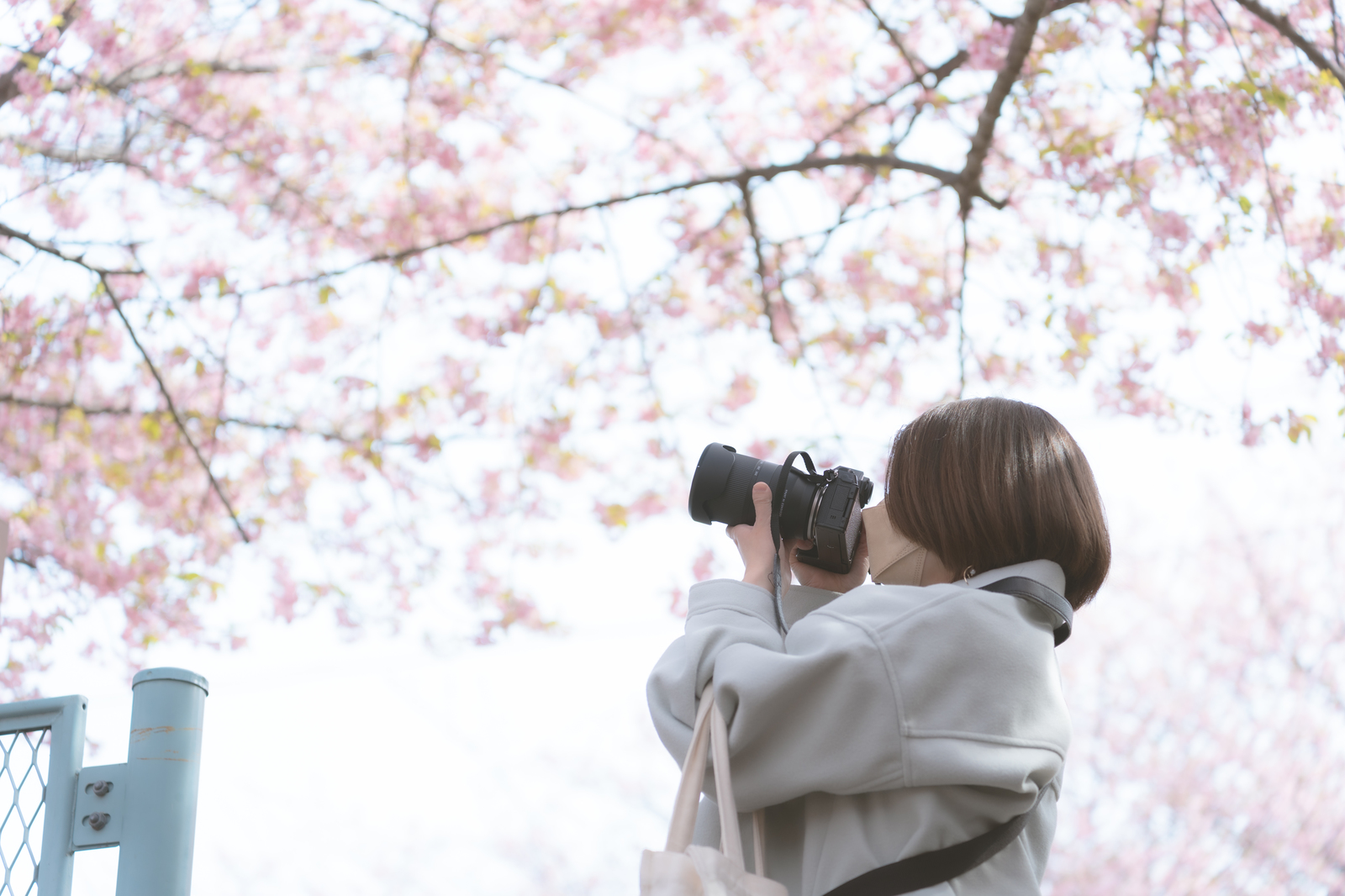 桜を撮る女性